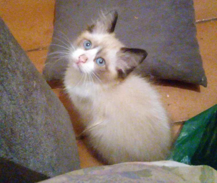 Gato ra a SRD idade 2 a 6 meses nome Filhotes para Adoção