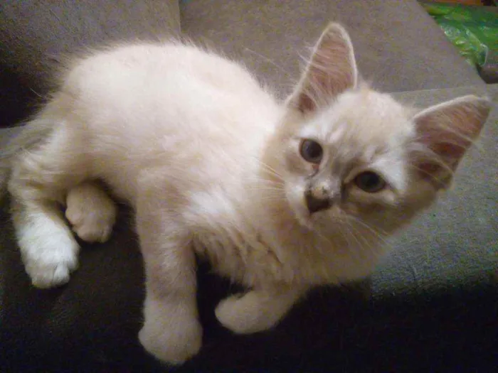 Gato ra a SRD idade 2 a 6 meses nome Filhotes para Adoção
