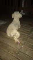 TED