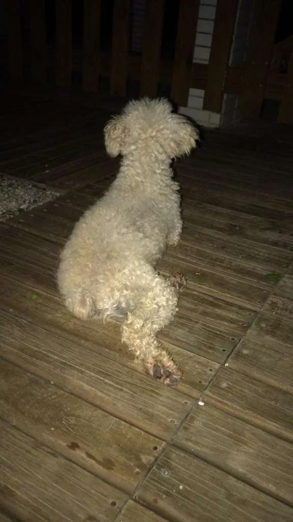 Cachorro raça Poodle idade 6 ou mais anos nome TED