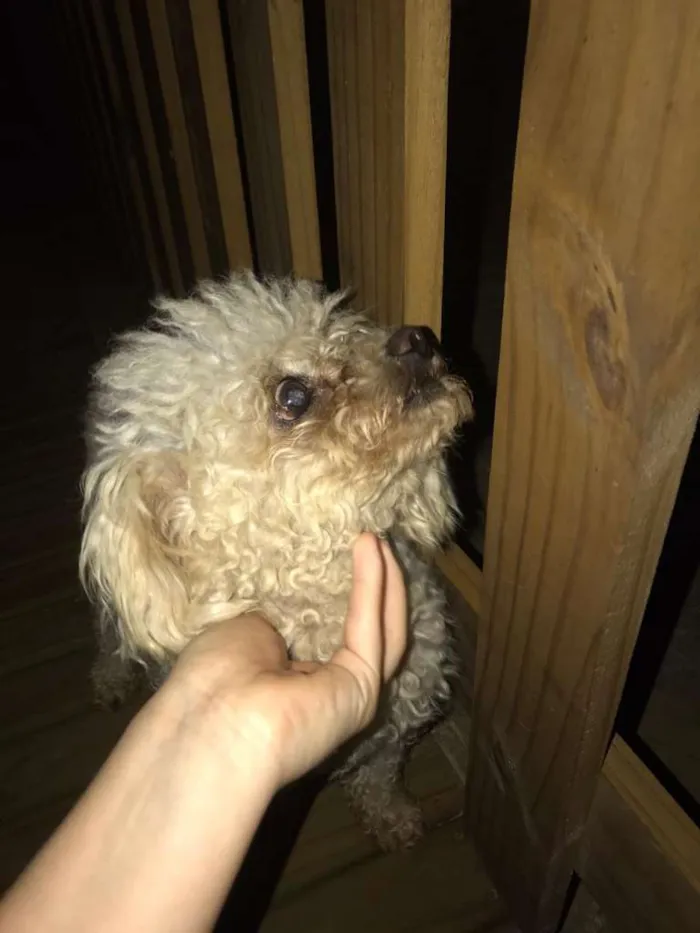 Cachorro raça Poodle idade 6 ou mais anos nome TED