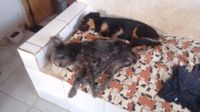 Cachorro ra a SRD idade Abaixo de 2 meses nome Júnior e mel