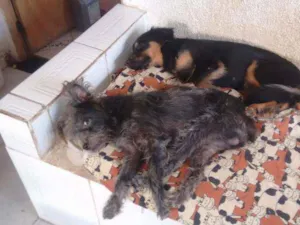 Cachorro raça SRD idade Abaixo de 2 meses nome Júnior e mel