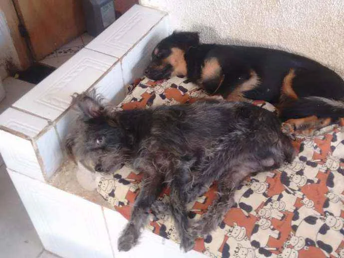 Cachorro ra a SRD idade Abaixo de 2 meses nome Júnior e mel