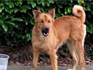 Cachorro raça  idade  nome Luna
