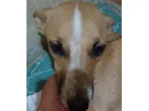 Cachorro raça SRD idade 1 ano nome Luna