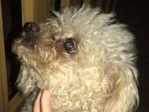 Cachorro raça Poodle idade 6 ou mais anos nome TED