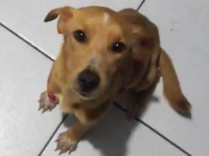 Cachorro raça Sem raça  idade 3 anos nome Lady