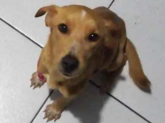 Cachorro ra a Sem raça  idade 3 anos nome Lady