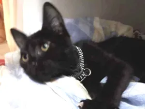 Gato raça SRD idade 2 a 6 meses nome Graveto 