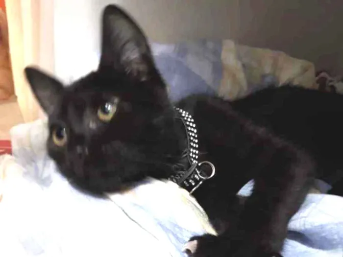 Gato ra a SRD idade 2 a 6 meses nome Graveto 