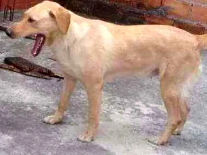 Cachorro raça Srd idade 2 anos nome Serena