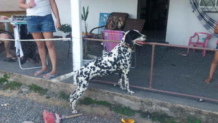 Cachorro ra a Dálmata idade 4 anos nome Lili