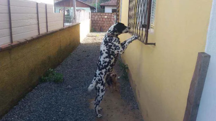 Cachorro ra a Dálmata idade 4 anos nome Lili