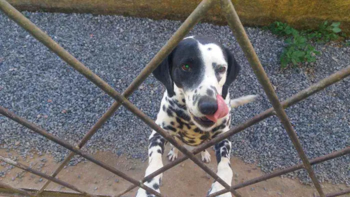 Cachorro ra a Dálmata idade 4 anos nome Lili
