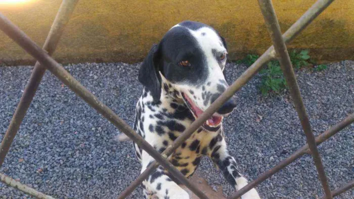 Cachorro ra a Dálmata idade 4 anos nome Lili