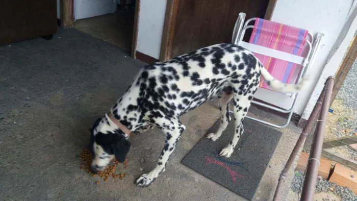 Cachorro ra a Dálmata idade 4 anos nome Lili