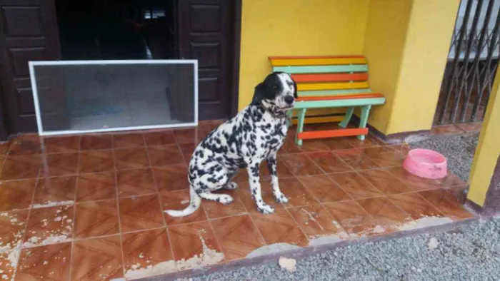 Cachorro ra a Dálmata idade 4 anos nome Lili