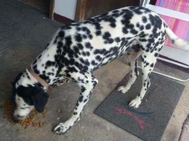 Cachorro ra a Dálmata idade 4 anos nome Lili