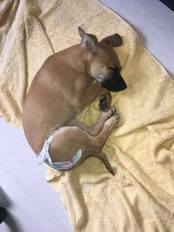 Cachorro ra a SRD idade 2 a 6 meses nome Meliza