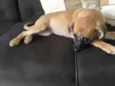 Meliza