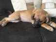 Meliza
