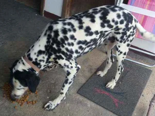 Cachorro ra a Dálmata idade 4 anos nome Lili