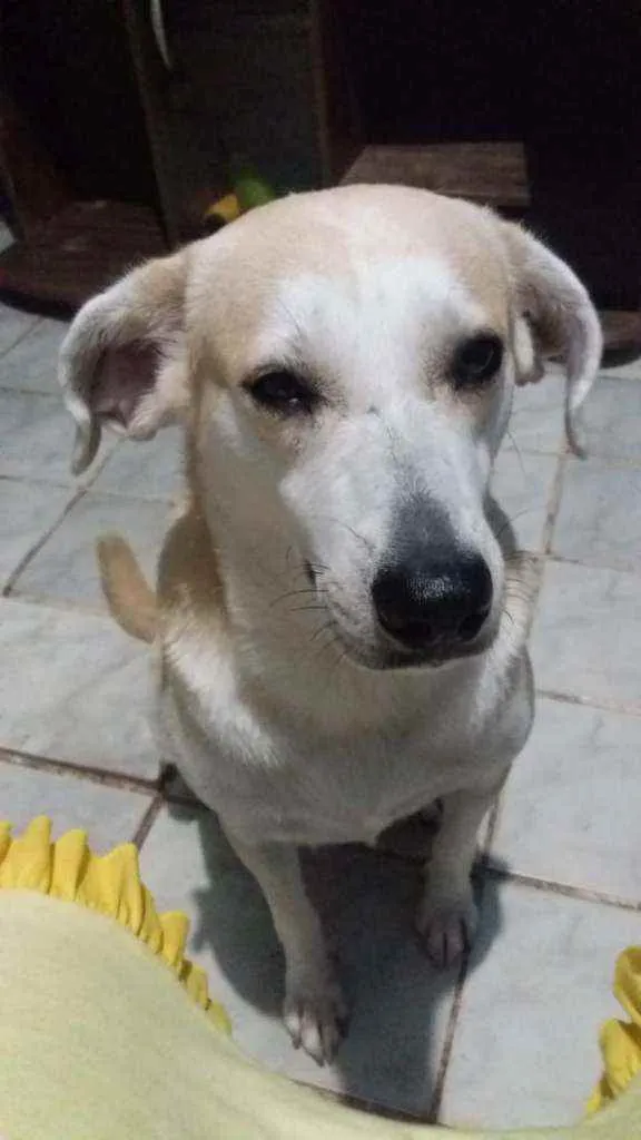 Cachorro raça RSD idade 2 anos nome Luna