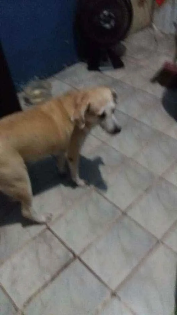 Cachorro raça RSD idade 2 anos nome Luna