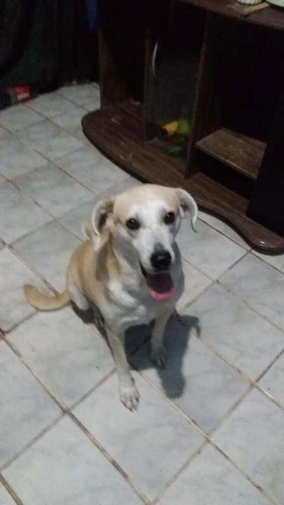 Cachorro raça RSD idade 2 anos nome Luna