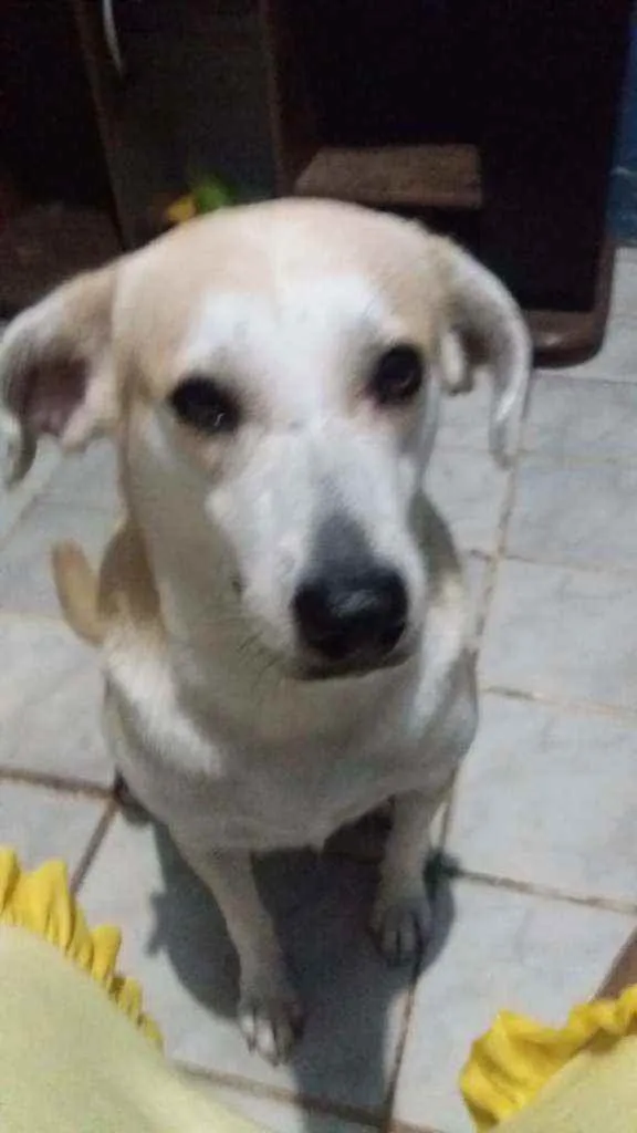 Cachorro raça RSD idade 2 anos nome Luna