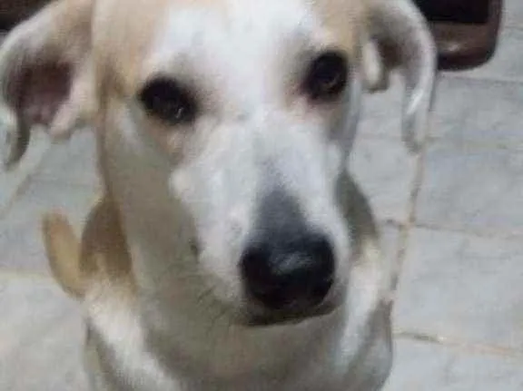 Cachorro raça RSD idade 2 anos nome Luna