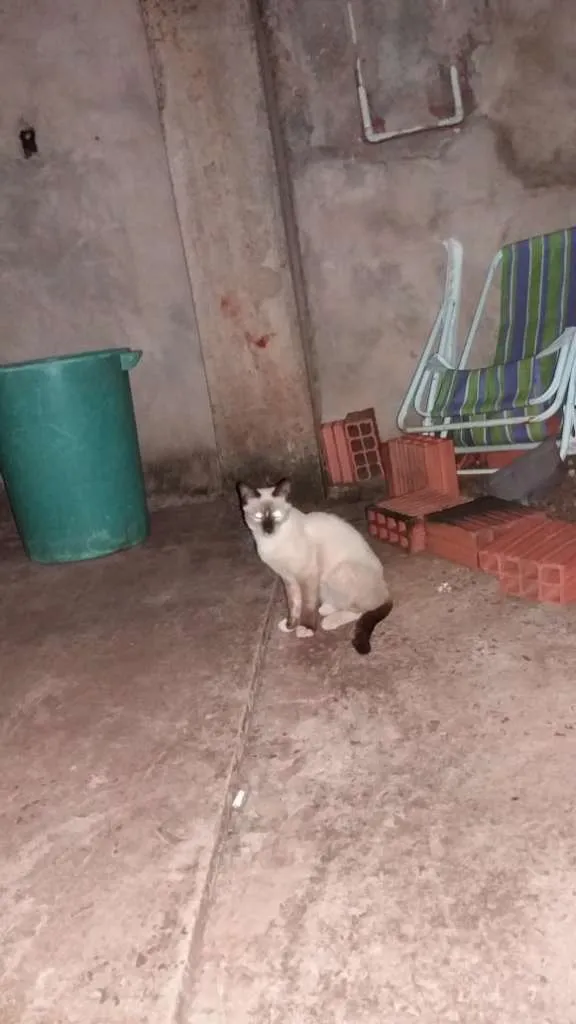 Gato ra a SRD-ViraLata idade 2 a 6 meses nome Filhotes