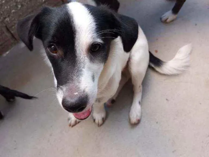 Cachorro ra a Mistura de poodle com vira lat idade 2 a 6 meses nome Pingo