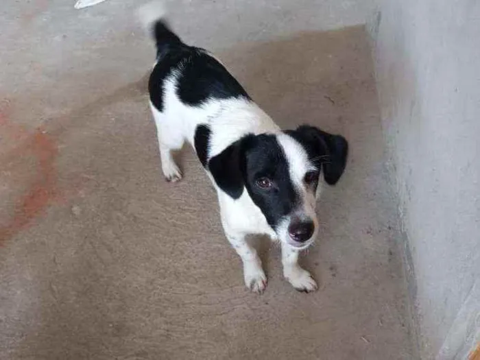 Cachorro ra a Mistura de poodle com vira lat idade 2 a 6 meses nome Pingo