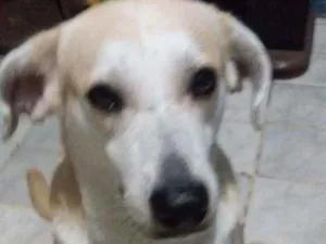 Cachorro raça RSD idade 2 anos nome Luna