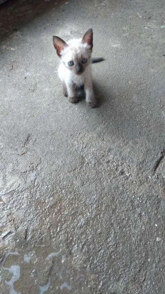 Gato raça Cianes idade Abaixo de 2 meses nome Filhote
