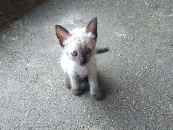 Gato raça Cianes idade Abaixo de 2 meses nome Filhote