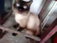 Xandinho
