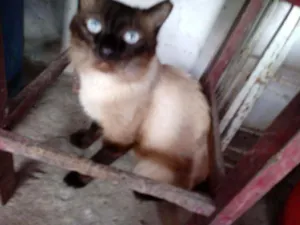 Gato raça Cianes idade 7 a 11 meses nome Xandinho