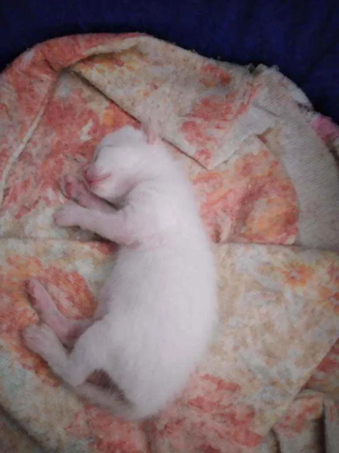 Gato ra a Não definida  idade 2 a 6 meses nome Não tem nome 