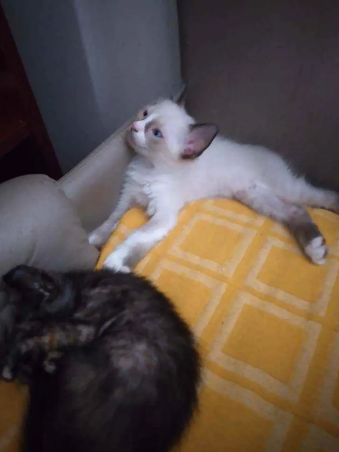 Gato ra a Não definida  idade 2 a 6 meses nome Não tem nome 