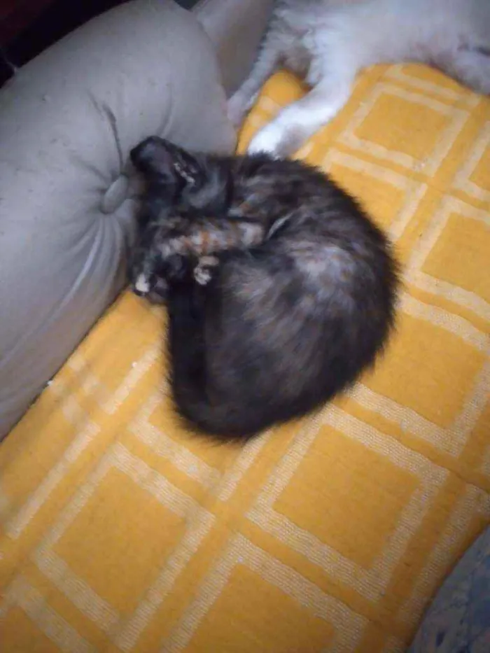 Gato ra a Não definida  idade 2 a 6 meses nome Não tem nome 