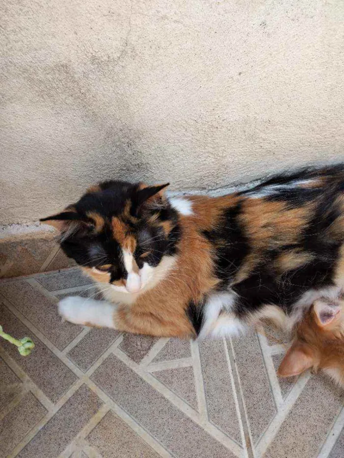 Gato ra a Não definida  idade 2 a 6 meses nome Não tem nome 