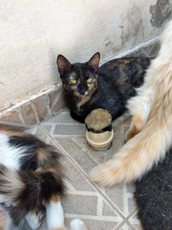 Gato ra a Não definida  idade 2 a 6 meses nome Não tem nome 