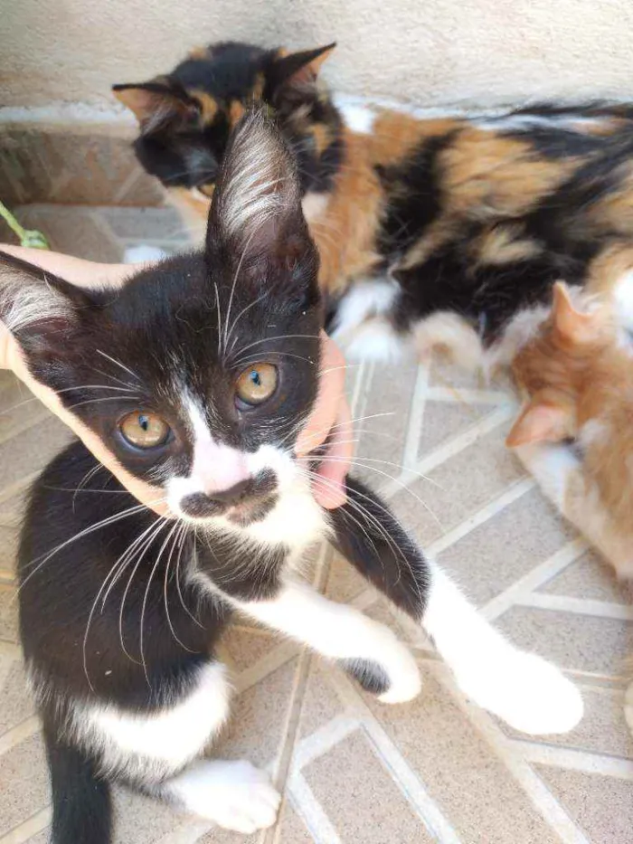 Gato ra a Não definida  idade 2 a 6 meses nome Não tem nome 