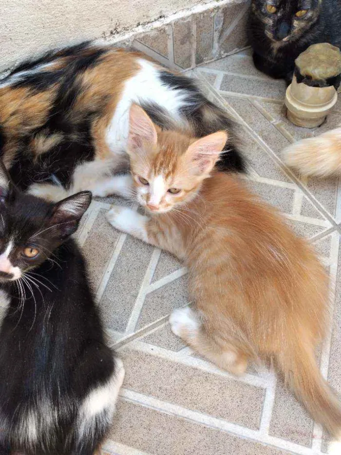 Gato ra a Não definida  idade 2 a 6 meses nome Não tem nome 