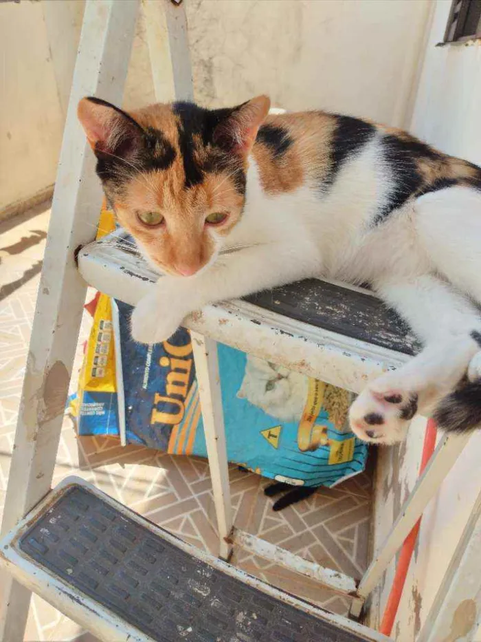 Gato ra a Não definida  idade 2 a 6 meses nome Não tem nome 