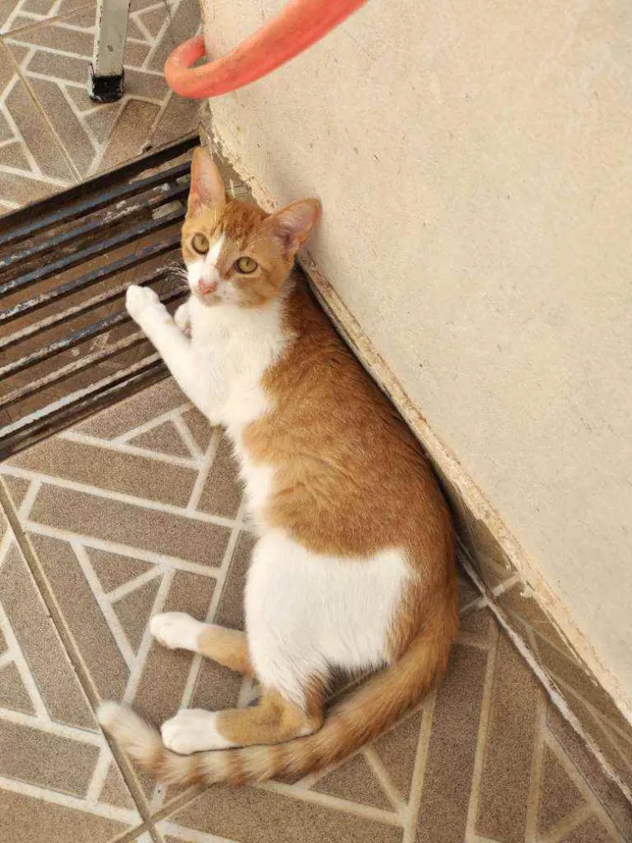 Gato ra a Não definida  idade 2 a 6 meses nome Não tem nome 