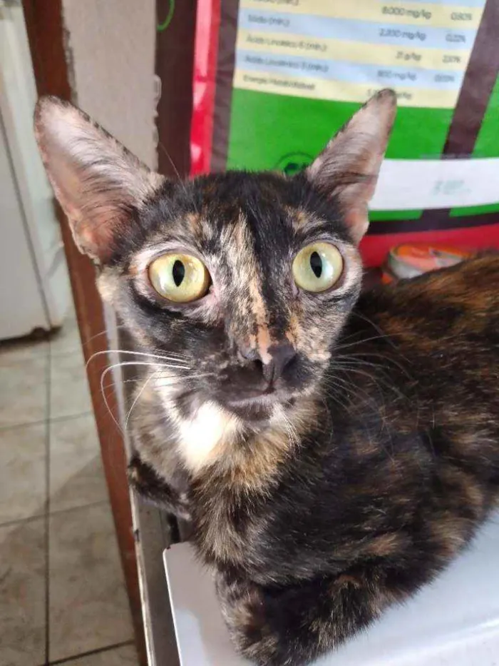 Gato ra a Não definida  idade 2 a 6 meses nome Não tem nome 